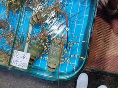 -船奇蒸汽海鲜·闽菜(八市海鲜总店)