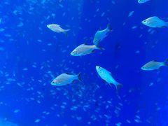 -合肥海洋世界
