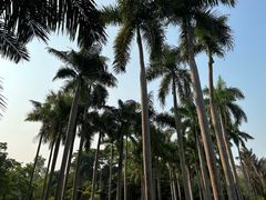 -中国科学院西双版纳热带植物园