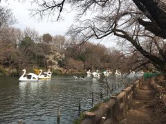 -井之头恩赐公园