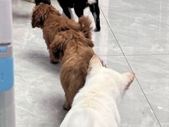 -柴犬小屋·柴餐厅·狗咖食堂(金鼎广场店)