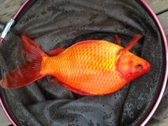 -酷鱼垂钓CLUB(朝阳区博大路店 )