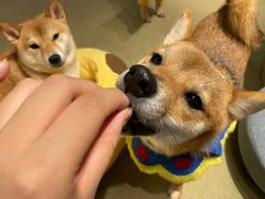 -逗柴咖啡屋·狗咖猫咖宠物桌游