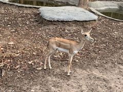 -清迈夜间动物园