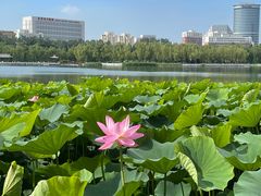 -莲花池公园