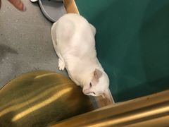 -飞行喵MR PILOT|猫舍·猫咖(静安大融城店)