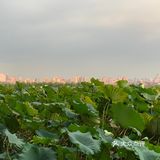 杭州旅游打卡暴走西湖攻略|苏堤——北山路——湖滨步行街