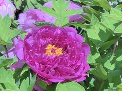 -莲花池公园