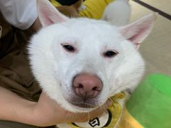 -逗柴咖啡屋·狗咖猫咖宠物桌游