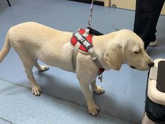 -瑞鹏宠物医院·爱宠堂·骨外专科(西荷分院)