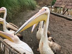 -黄龙溪欢乐田园