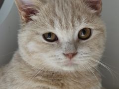 -东方名猫馆·英短金渐层布偶猫舍(环线广场1号楼店)