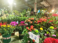 -曲阳花鸟市场(曲阳路店)
