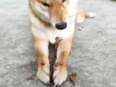-柴犬高等学院·狗咖·柴犬售卖·宠物训练