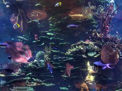 景观位-迪拜帆船酒店海底餐厅