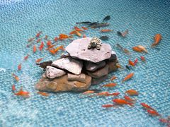 -黑龙江中医药大学附属第一医院