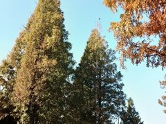 -黄海国家森林公园