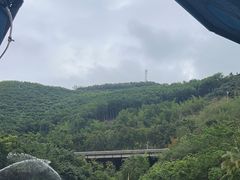 -西双版纳原始森林公园