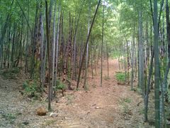 景点-杭州半山国家森林公园