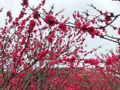 -南国桃园旅游度假区