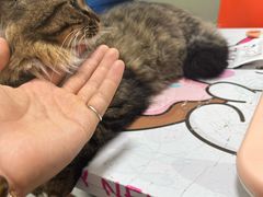 -伟伟宠物医院·瑞派猫友好医院·猫科(光谷店)