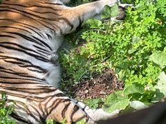 -哈尔滨北方森林动物园