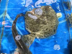 -金渔村海鲜烧烤大排档