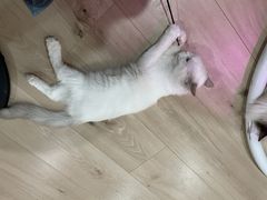 -Bastet sally猫舍购宠(静安店)