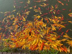 -武汉紫薇都市田园