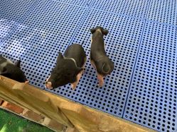 -萌宠亲子动物乐园(槐房万达店)