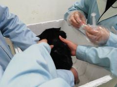 -汪喵宠物医院·骨科心脏影像·犬猫急重症ICU诊疗中心(成华分院)