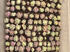 -Blueglass酸奶(财富购物中心店)