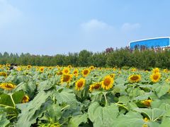 -君乐宝优致牧场