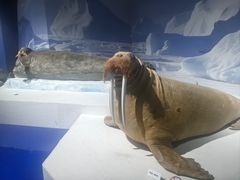 -重庆自然博物馆(新馆)