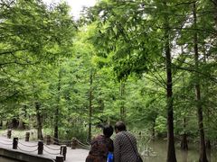 -桤木河湿地公园