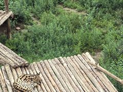 -大青山野生动物园