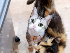 -Bastet sally猫舍购宠(静安店)