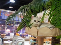 -藏猫猫咖啡主题馆(中央大道店)