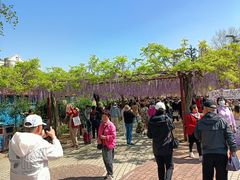 -嘉定紫藤园
