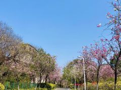 -广东花都湖国家湿地公园