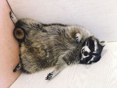 -浣熊柯尔鸭土拨鼠·电玩咖