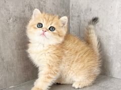 -小猫来了·猫舍(红山六九七九店)