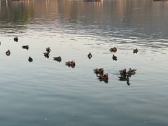 -西湖外事游船(花港观鱼码头)