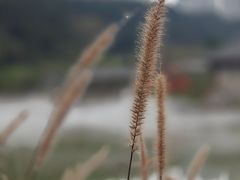 -广西壮族自治区药用植物园