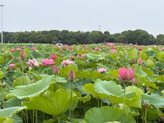 -嘉北郊野公园