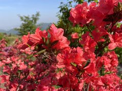 -瑞安圣井山景区