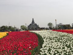 -荷兰花海