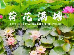 -大宁公园