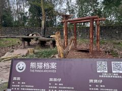-都江堰中华大熊猫苑