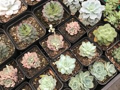 -秦美花卉(天朗·莱茵小城2期店)